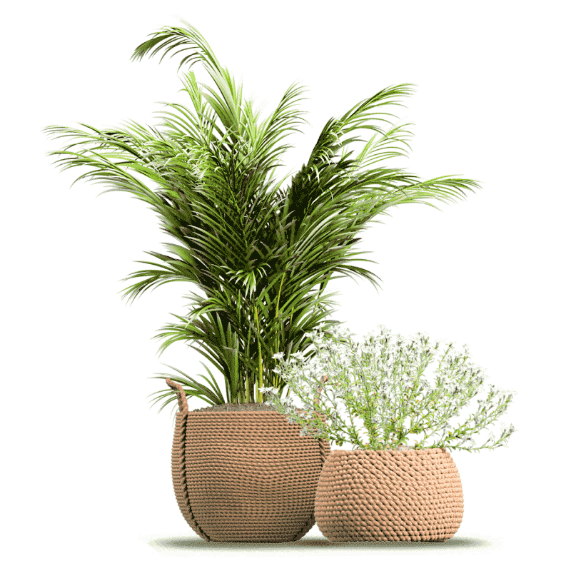 Vivaio del sole - Le piante in vaso